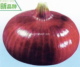 紅玉蔥類(lèi)種子 優(yōu)質(zhì)蔬菜種苗選擇指南