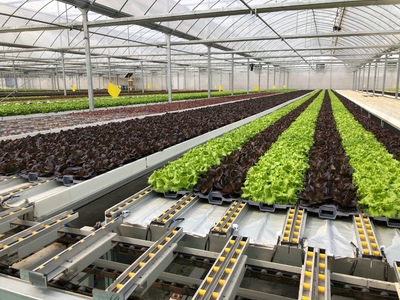 孫橋農(nóng)業(yè)智能化蔬菜工廠建設(shè)圓滿完工，苗木產(chǎn)業(yè)邁向新紀(jì)元
